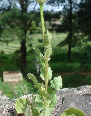 Fotografia 3 da espécie Urospermum picroides no Jardim Botânico UTAD