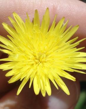 Fotografia 1 da espécie Urospermum picroides no Jardim Botânico UTAD