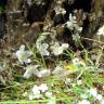 Fotografia 3 da espécie Omphalodes linifolia do Jardim Botânico UTAD