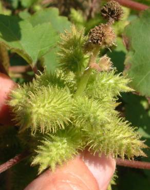 Fotografia 3 da espécie Xanthium strumarium no Jardim Botânico UTAD