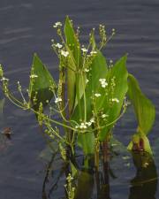 Fotografia da espécie Alisma plantago-aquatica