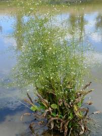 Fotografia da espécie Alisma plantago-aquatica