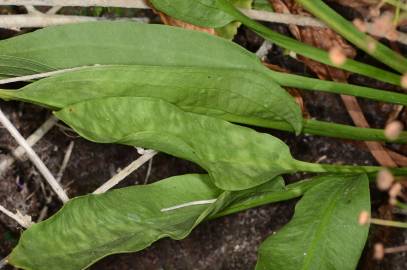 Fotografia da espécie Alisma lanceolatum