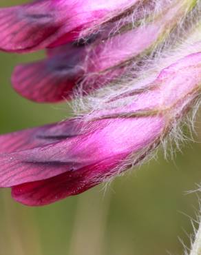 Fotografia 1 da espécie Vicia benghalensis var. benghalensis no Jardim Botânico UTAD