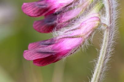 Fotografia da espécie Vicia benghalensis var. benghalensis