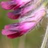 Fotografia 1 da espécie Vicia benghalensis var. benghalensis do Jardim Botânico UTAD