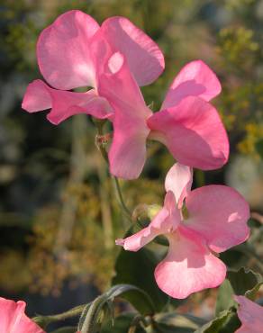 Fotografia 1 da espécie Lathyrus odoratus no Jardim Botânico UTAD