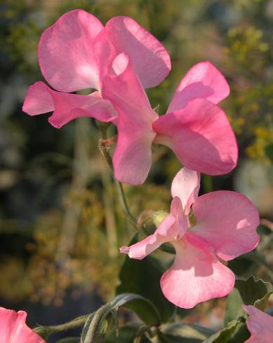 Fotografia de capa Lathyrus odoratus - do Jardim Botânico