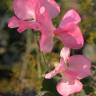 Fotografia 1 da espécie Lathyrus odoratus do Jardim Botânico UTAD