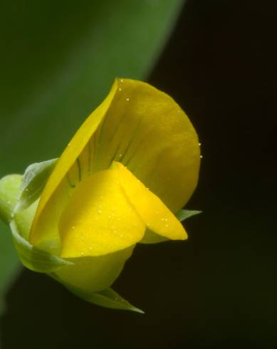 Fotografia de capa Lathyrus aphaca - do Jardim Botânico