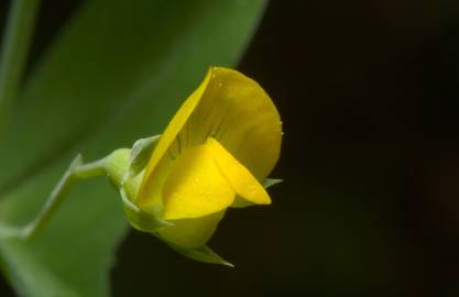 Fotografia da espécie Lathyrus aphaca