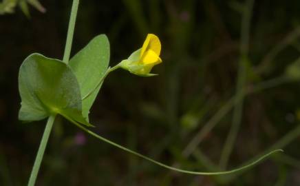 Fotografia da espécie Lathyrus aphaca