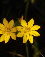 Fotografia da espécie Blackstonia perfoliata