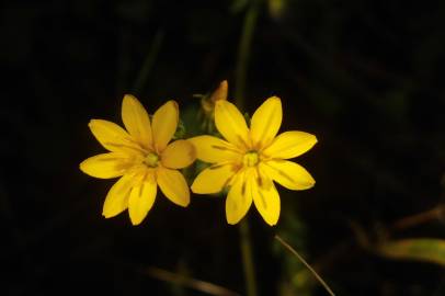 Fotografia da espécie Blackstonia perfoliata subesp. perfoliata