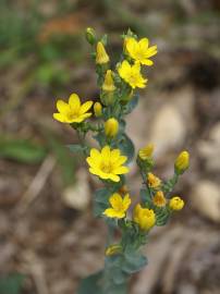 Fotografia da espécie Blackstonia perfoliata subesp. perfoliata