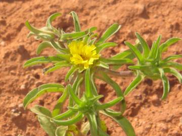 Fotografia da espécie Asteriscus aquaticus