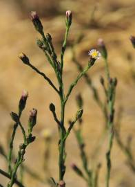 Fotografia da espécie Aster squamatus