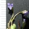 Fotografia 2 da espécie Solenopsis laurentia do Jardim Botânico UTAD