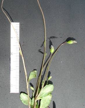 Fotografia 4 da espécie Solenopsis laurentia no Jardim Botânico UTAD