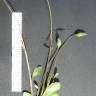 Fotografia 4 da espécie Solenopsis laurentia do Jardim Botânico UTAD