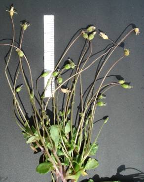 Fotografia 5 da espécie Solenopsis laurentia no Jardim Botânico UTAD