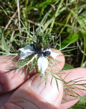 Fotografia 3 da espécie Nigella damascena no Jardim Botânico UTAD