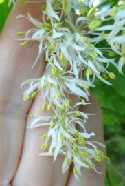 Fotografia da espécie Fraxinus ornus