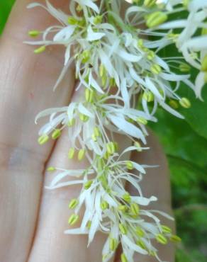 Fotografia 3 da espécie Fraxinus ornus no Jardim Botânico UTAD