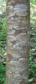 Fotografia da espécie Fraxinus ornus