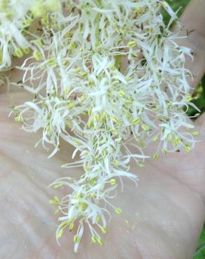 Fotografia 5 da espécie Fraxinus ornus no Jardim Botânico UTAD