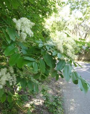 Fotografia 6 da espécie Fraxinus ornus no Jardim Botânico UTAD