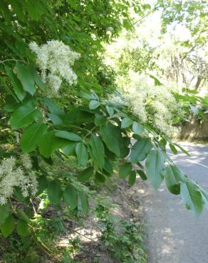 Fotografia 6 da espécie Fraxinus ornus no Jardim Botânico UTAD