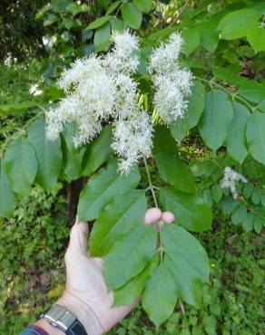 Fotografia 7 da espécie Fraxinus ornus no Jardim Botânico UTAD