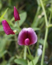 Fotografia da espécie Lathyrus tingitanus