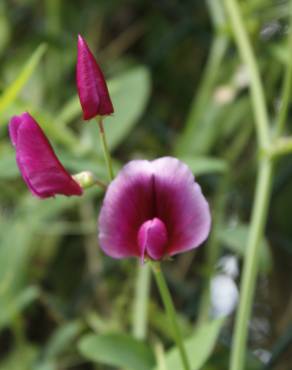 Fotografia 1 da espécie Lathyrus tingitanus no Jardim Botânico UTAD