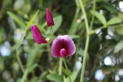 Fotografia da espécie Lathyrus tingitanus