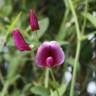 Fotografia 1 da espécie Lathyrus tingitanus do Jardim Botânico UTAD