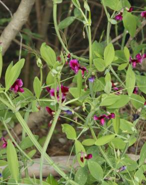 Fotografia 5 da espécie Lathyrus tingitanus no Jardim Botânico UTAD