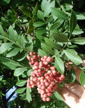 Fotografia 6 da espécie Schinus terterebinthifolia no Jardim Botânico UTAD