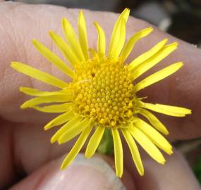 Fotografia da espécie Limbarda crithmoides