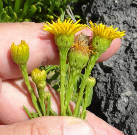 Fotografia da espécie Limbarda crithmoides