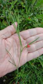 Fotografia da espécie Lathyrus sphaericus