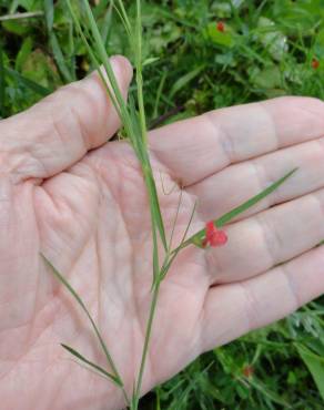 Fotografia 3 da espécie Lathyrus sphaericus no Jardim Botânico UTAD