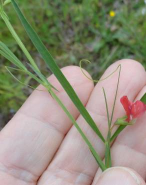 Fotografia 4 da espécie Lathyrus sphaericus no Jardim Botânico UTAD