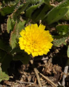 Fotografia 1 da espécie Hedypnois rhagadioloides no Jardim Botânico UTAD