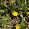 Fotografia 9 da espécie Hedypnois rhagadioloides do Jardim Botânico UTAD