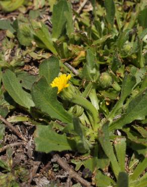 Fotografia 10 da espécie Hedypnois rhagadioloides no Jardim Botânico UTAD