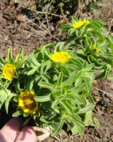 Fotografia de capa Asteriscus aquaticus - do Jardim Botânico