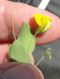 Fotografia da espécie Lathyrus aphaca