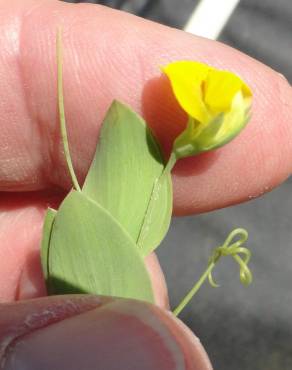 Fotografia 3 da espécie Lathyrus aphaca no Jardim Botânico UTAD